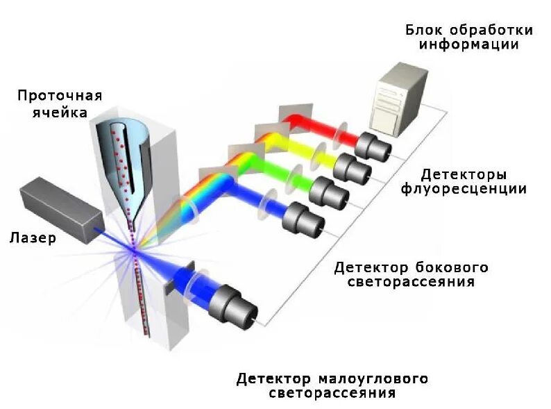 Аи детектор. Проточная цитофлуориметрия принцип метода. Проточная цитометрия принцип метода. Схема работы проточного цитофлуориметра. Метод проточной цитометрии иммунология.