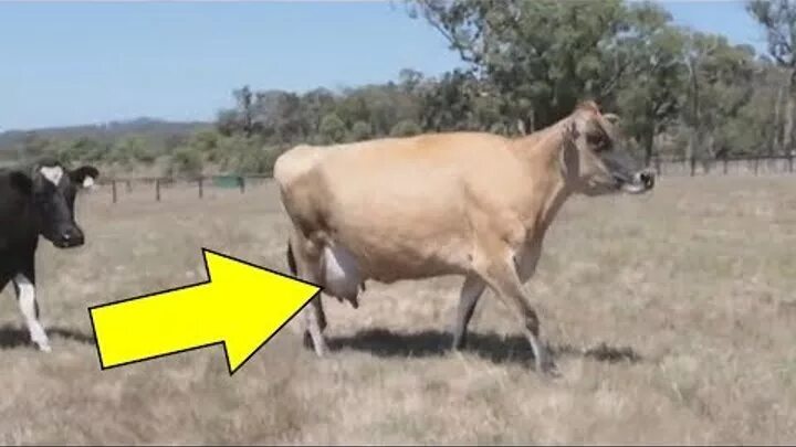 Почему у коровы пропало молоко. Молоко после отела коровы. Ручная дойка коровы. Животное молоко. Заболеваемость коров маститом.