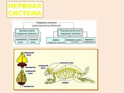 Какой тип нервной системы у млекопитающих