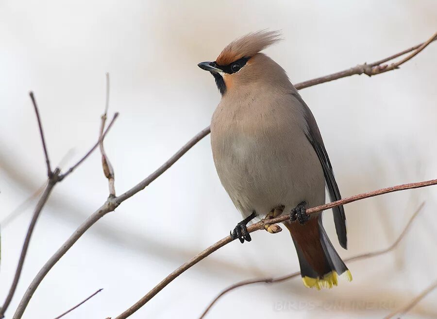 Свиристель обыкновенный (Bombycilla garrulus). Свиристель в Ленинградской области. Свиристель Воробьинообразные. Лесная птица серая с хохолком. Свиристель воробей