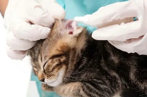 Кот чешет уши чем лечить