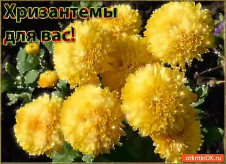 Поздравление с днем рождения хризантемы красивые