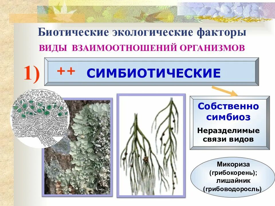 Межвидовые взаимоотношения организмов. Межвидовые биотические взаимоотношения. Типы биотических связей. Типы биотических отношений