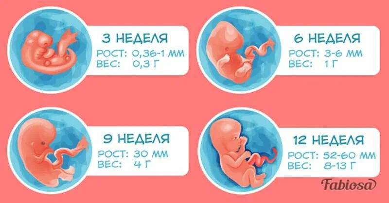 Эмбрион по неделям беременности 1 триместр. Развитие плода по неделям беременности 1 триместр. Триместры беременности по неделям. Недели беременности по месяцам. До скольки недель беременности пьют