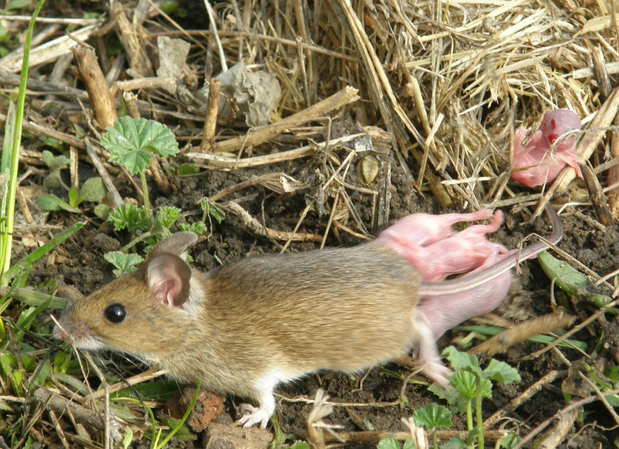 Полевая крыса и Полевая мышь. Apodemus sylvaticus. Земляная крыса полевка. Желтогорлая Лесная мышь.