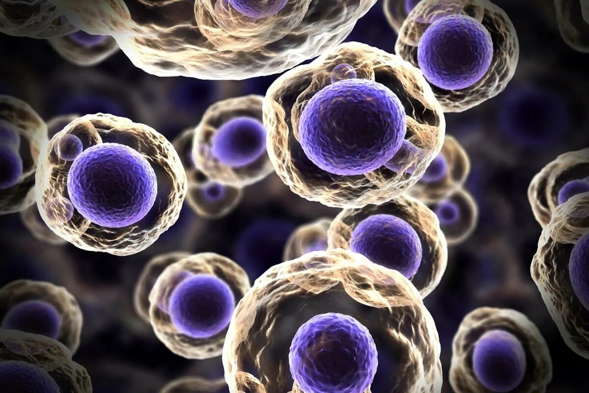 J stem cell