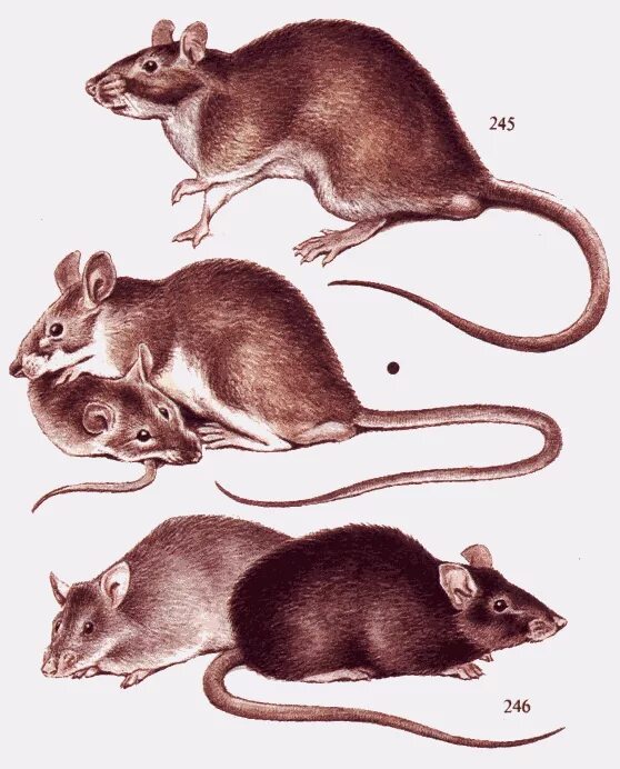 Серая крыса Пасюк. Серая крыса Rattus norvegicus. Rattus Rattus чёрная крыса. Серая крыса (Rattus norvegicus berkenhout, 1769).