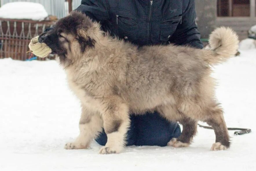 Клички кавказской