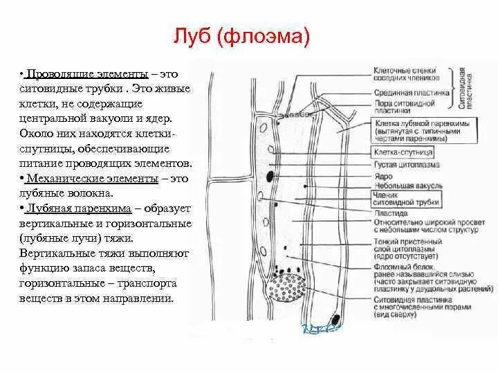 Какую функцию выполняют трубки у растений. Ситовидные трубки и клетки-спутницы. строение ситовидных трубок растения. ситовидные трубки флоэмы. функция ситовидных элементов:.