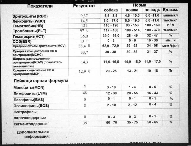 Нейтрофилы показатели у детей. Нейтрофилы показатели у детей. Нейтрофилы сегментоядерные норма у ребенка 2 года. Нейтрофилы показатели у детей. Палочкоядерные нейтрофилы в анализе.