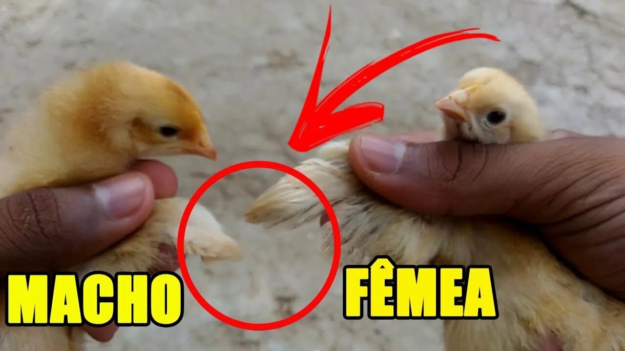 Пол цыпленка. Определить пол цыпленка. Как отличить петушка от курочки у цыплят. Пол суточного цыпленка.