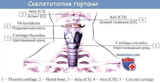 Дал в гортань. Топография гортани скелетотопия. Гортань скелетотопия синтопия голотопия. Топография гортани голотопия скелетотопия.