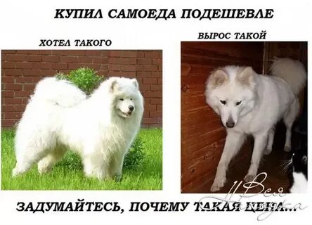 Почему растет а не растет