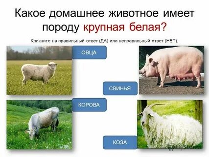 Тест животноводство 3