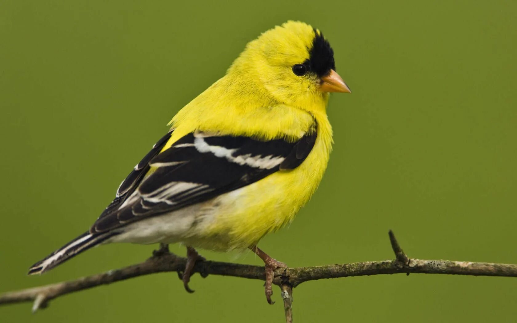 Птица с желтыми полосками на крыльях. American Goldfinch птица. Жёлтый американский щегол. Черноголовый щегол. Желтый щегол птица.