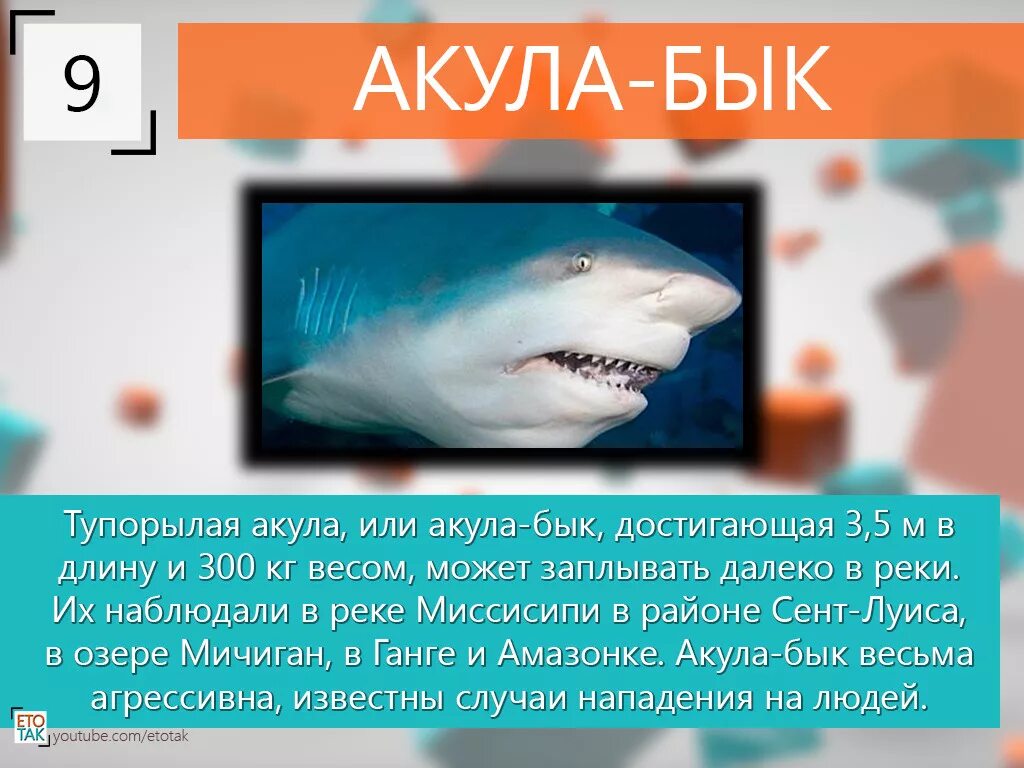Акула коровы. Факты о акулах. удивительные факты о акулах. интересные акулы. интересные факты об акулах для детей.