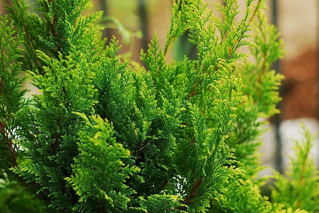 Кипарис вечнозеленый (cupressus sempervirens). Тоскана италия кипарис вечнозеленый. Кипарис стрикта. Кипарис купрессус. Кипарис калифорнийский cupressus.