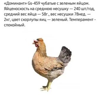 Доминант гс 300 куры описание