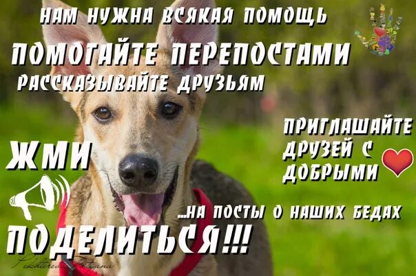 Просьба сделать репост. Делайте репосты помогайте животным. репост спасает жизнь. помощь и репост.