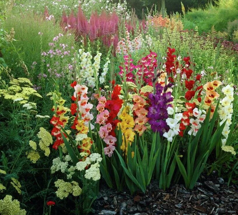Клумба с гладиолусами. Как садить гладиолусы. Как садить гладиолусы. Гладиолус олимпик флейм. Как садить гладиолусы.