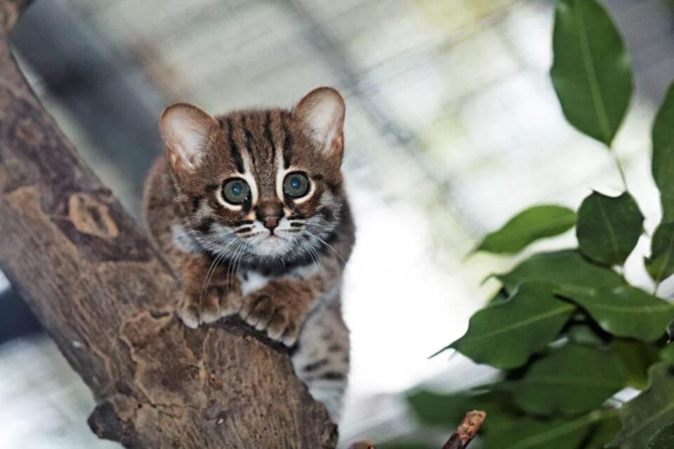 Рэгдолл и мейн кун. Кошка жоффруа животное южной америки. Необычные расцветки кошек. Очень редкие коты. Очень редкие коты.