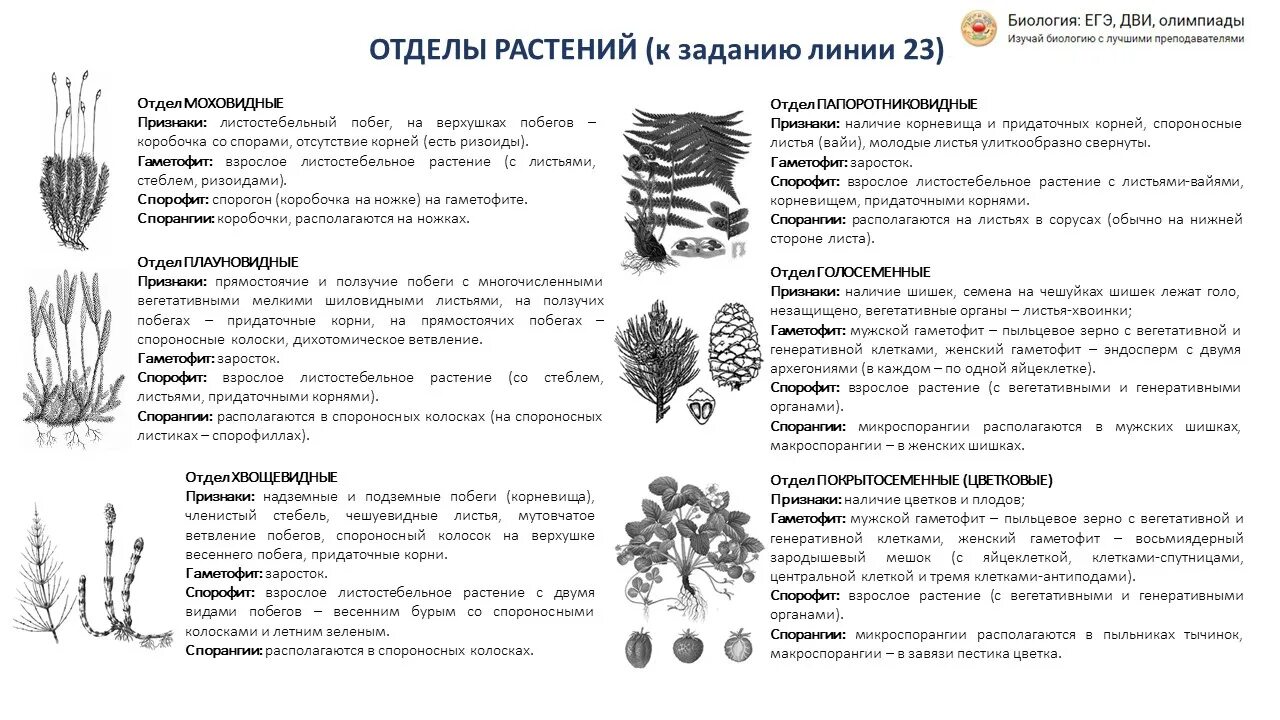 Тест по биологии класс огэ. Признаки отделов растений ЕГЭ биология. Характеристика отделов растений. Отделы растений таблица. Признаки основных отделов растений.