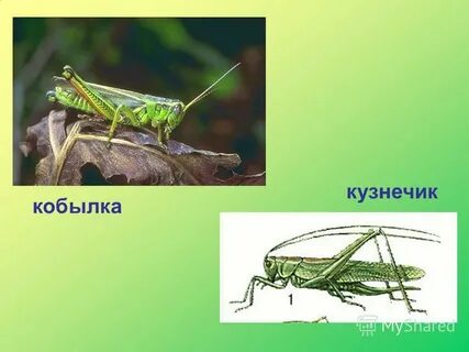 Сколько кобылок