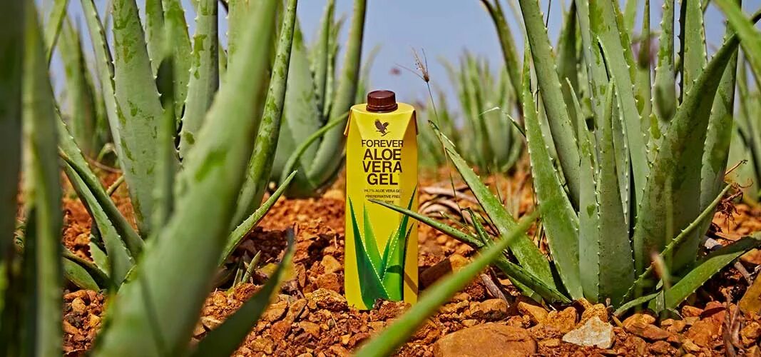 Алоэ барбаденсис Миллер. Forever aloe vera