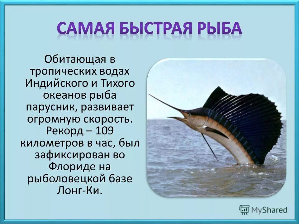 Сообщение про класс рыб. Факты о рыбе парусник. Доклад про рыб. Факты о рыбках. Интересные факты о рыбах.