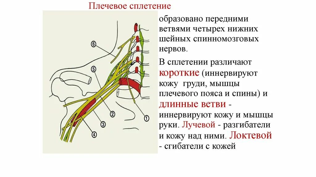 Ветви спинномозговых нервов иннервирующие. Нервы плечевого сплетения спинномозговых нервов. Длинные ветви плечевого сплетения спинномозговых нервов. Плечевое сплетение спинномозговых нервов иннервирует. Какие сплетения образуют передние ветви спинномозговых нервов.