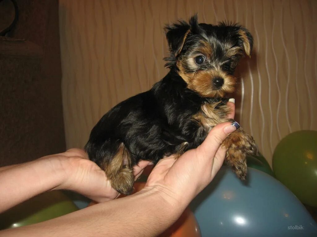 йоркширский терьер щенок 3 месяца. щенок йоркширского терьера 2 месяца. йоркширский терьер стандарт. йорк терьер щенок 2мес. щенок йоркширского терьера 2 месяца.
