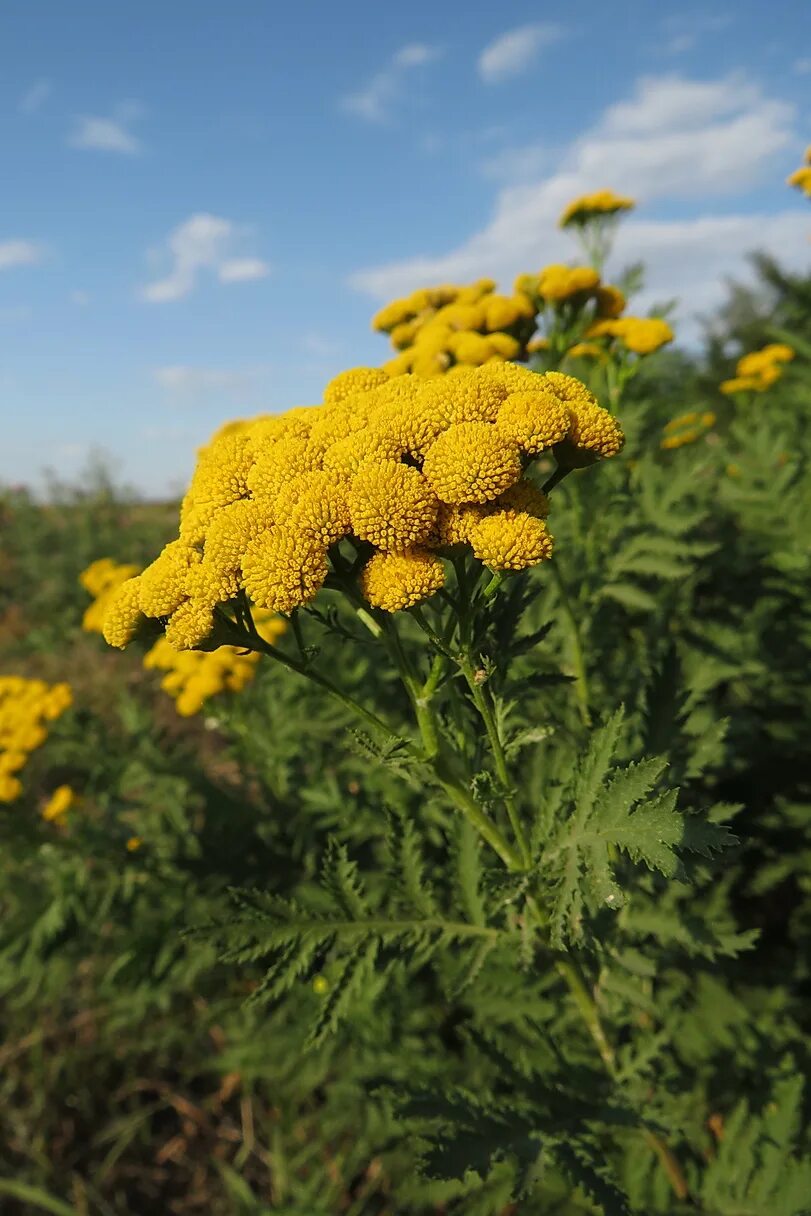 Пижма обыкновенная (tanacetum vulgare). Как выглядит пижма трава фото. Пижма тысячелистниковая. Пижма тысячелистниколистная. Пижма (tanacetum).