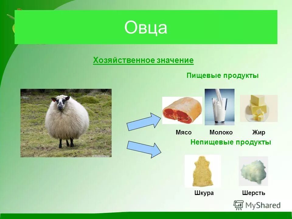 Продукты получаемые от птиц. Что дает овца. Продукция овцеводства. Овца польза для человека. Значение домашних животных для человека.