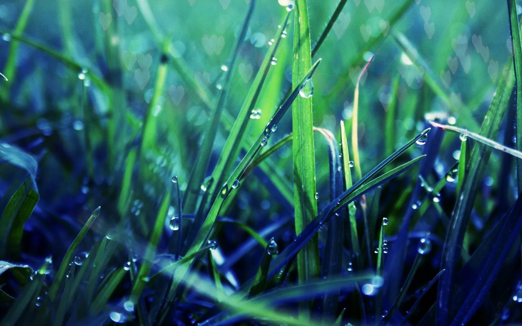 Голубое и зеленое читать. Роса на траве. Сине зеленые растения. Трава Макросъемка. Голубая трава.