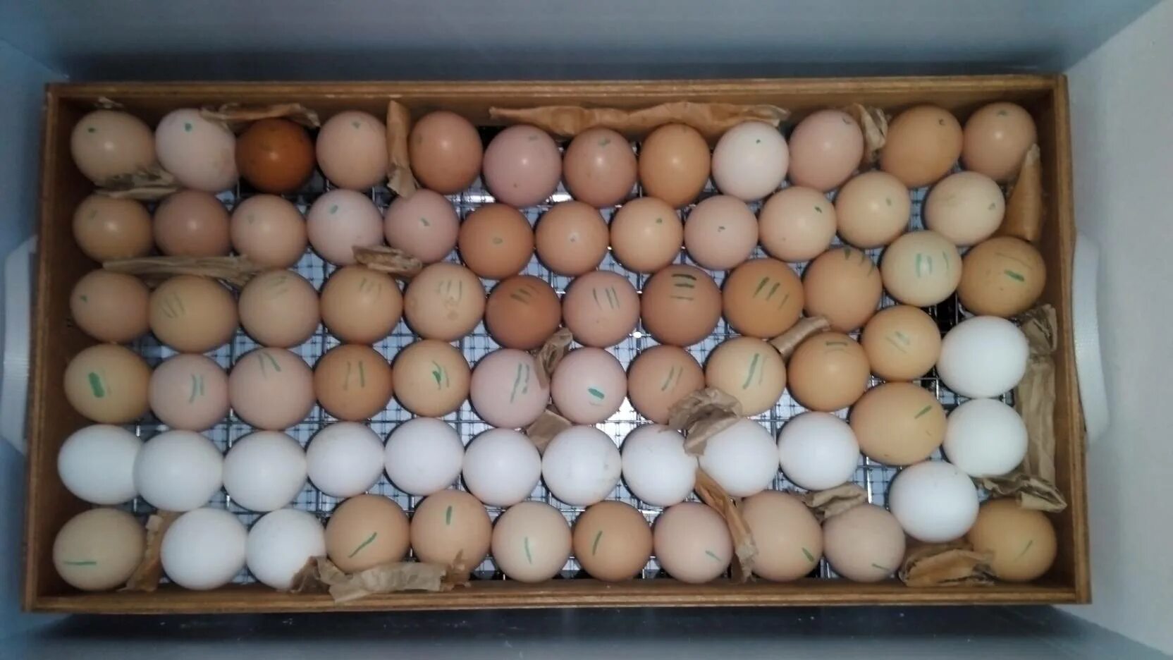 Яйца снизу. Инкубатор Несушка Утиные яйца. Инкубатор блиц таблица инкубации. Инкубатор Несушка 10 сутки инкубации. Яйца инкубационное индаутинное.