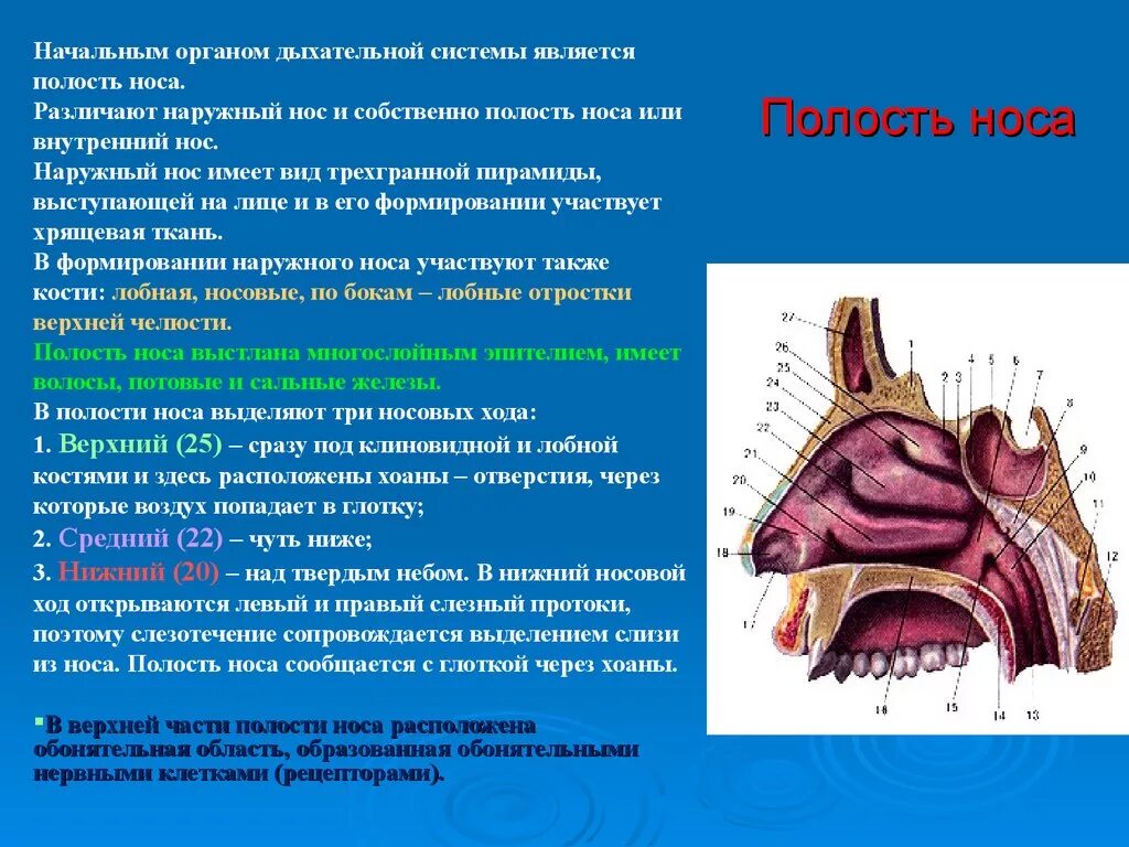 Носовые полости функции органа. Полость носа строение хоаны. Полость носа спереди открывается. Носовая полость строение анатомия стенки. Строение полости носа спереди.