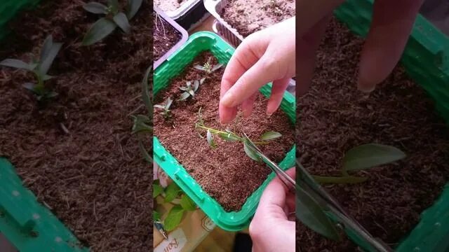 Чубуки винограда укоренение. Русский огород черенки. Русский огород черенки. Идеи черенками. Черенки метельчатой гортензии.
