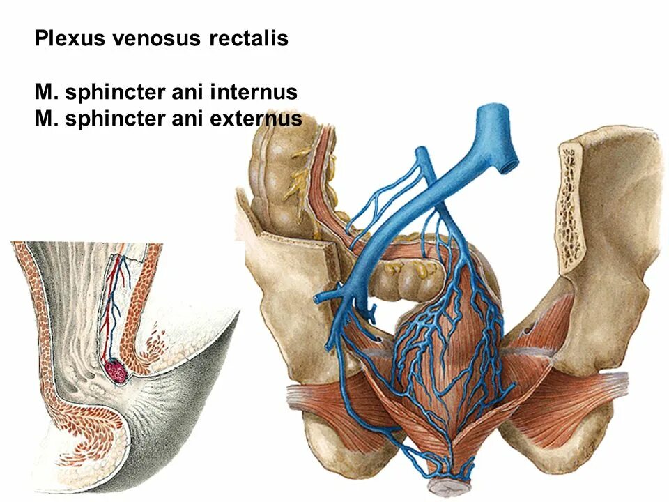 Прямокишечное венозное сплетение. Почему сфинктер