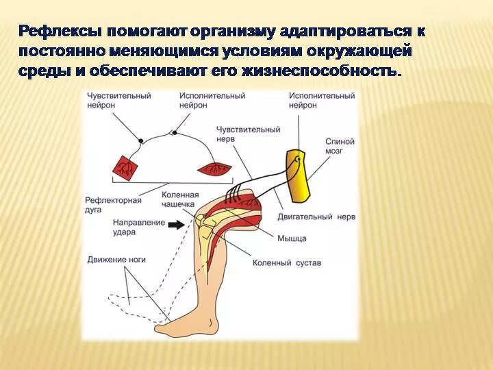 Рефлекторная дуга сгибательная рефлексы. Рефлекторная дуга коленного рефлекса. Дуга коленного рефлекса схема. Схема рефлекторной дуги коленного рефлекса. Схему рефлекторной дуги при коленном рефлексе..