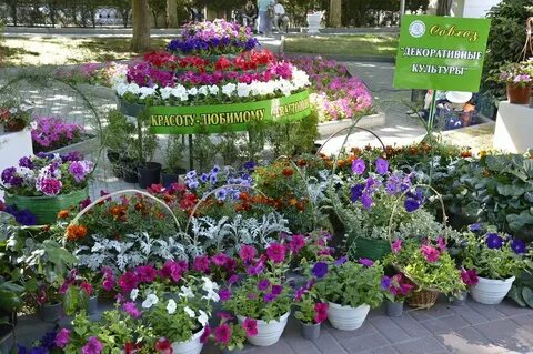 Декоративные культуры