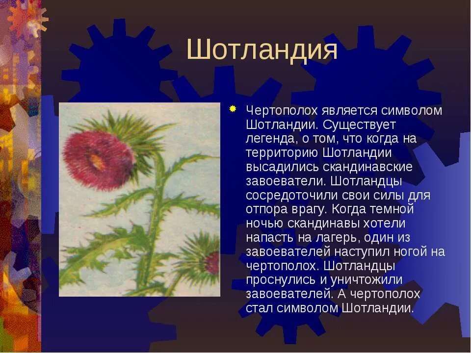 Что является символом шотландии. Чертополох символ шотландии. цветок чертополоха символ шотландии. чертополох символ шотландии легенда. цветочный символ шотландии.
