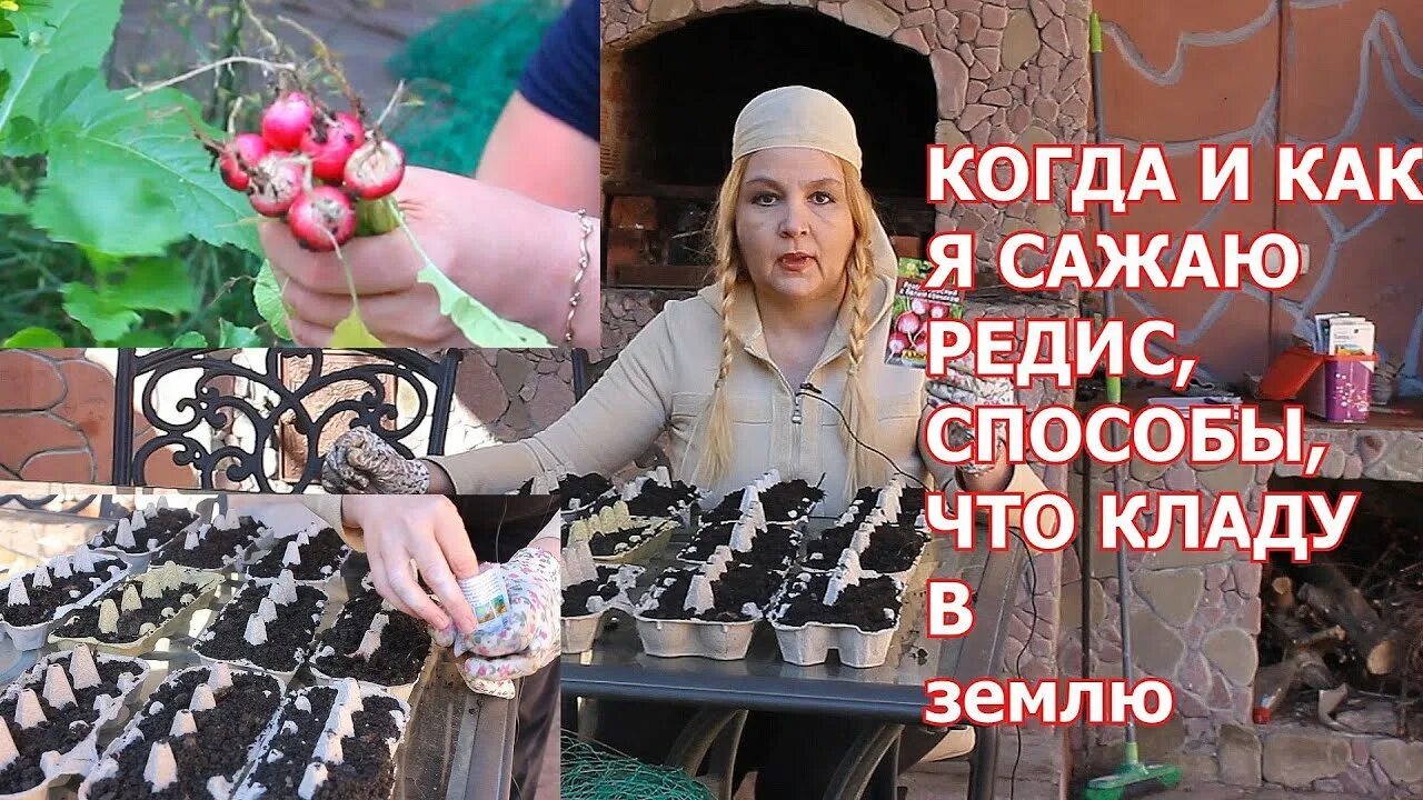 На каком расстоянии сажать редис. Редиска на грядке. как сделать грядку для редиски. посев редиса в теплице. как садить редиску на грядке.