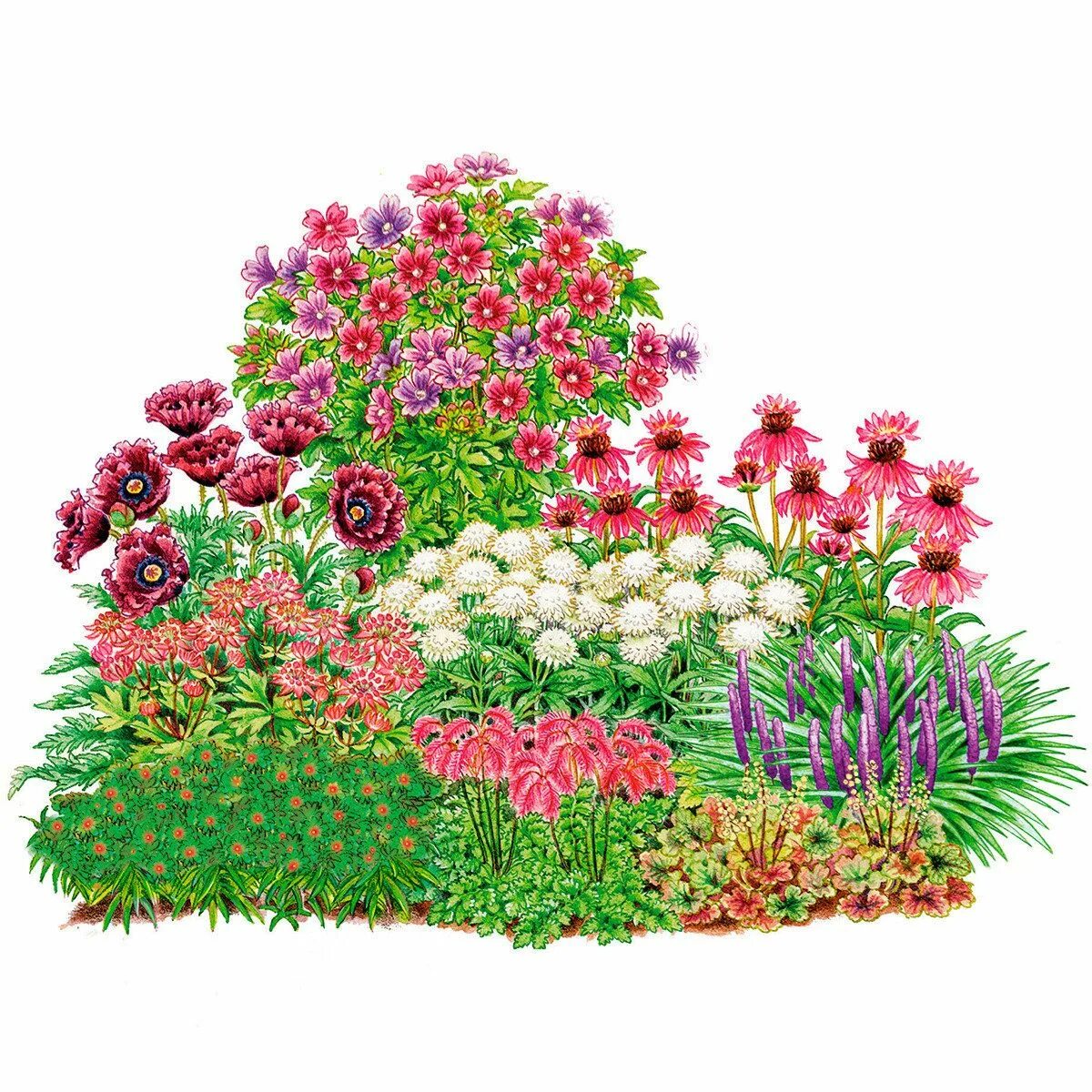 Графический рисунок клумбы. Монарда схема посадки. Прямоугольные клумбы с цветами. Клумба 1 2 5. Астра дженни миксбордере.