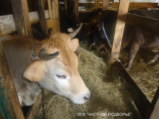 Мое любимое подворье. Мое любимое подворье. Бруцеллез коров крс кровь. Лпх в деревне. Колышек для козы.