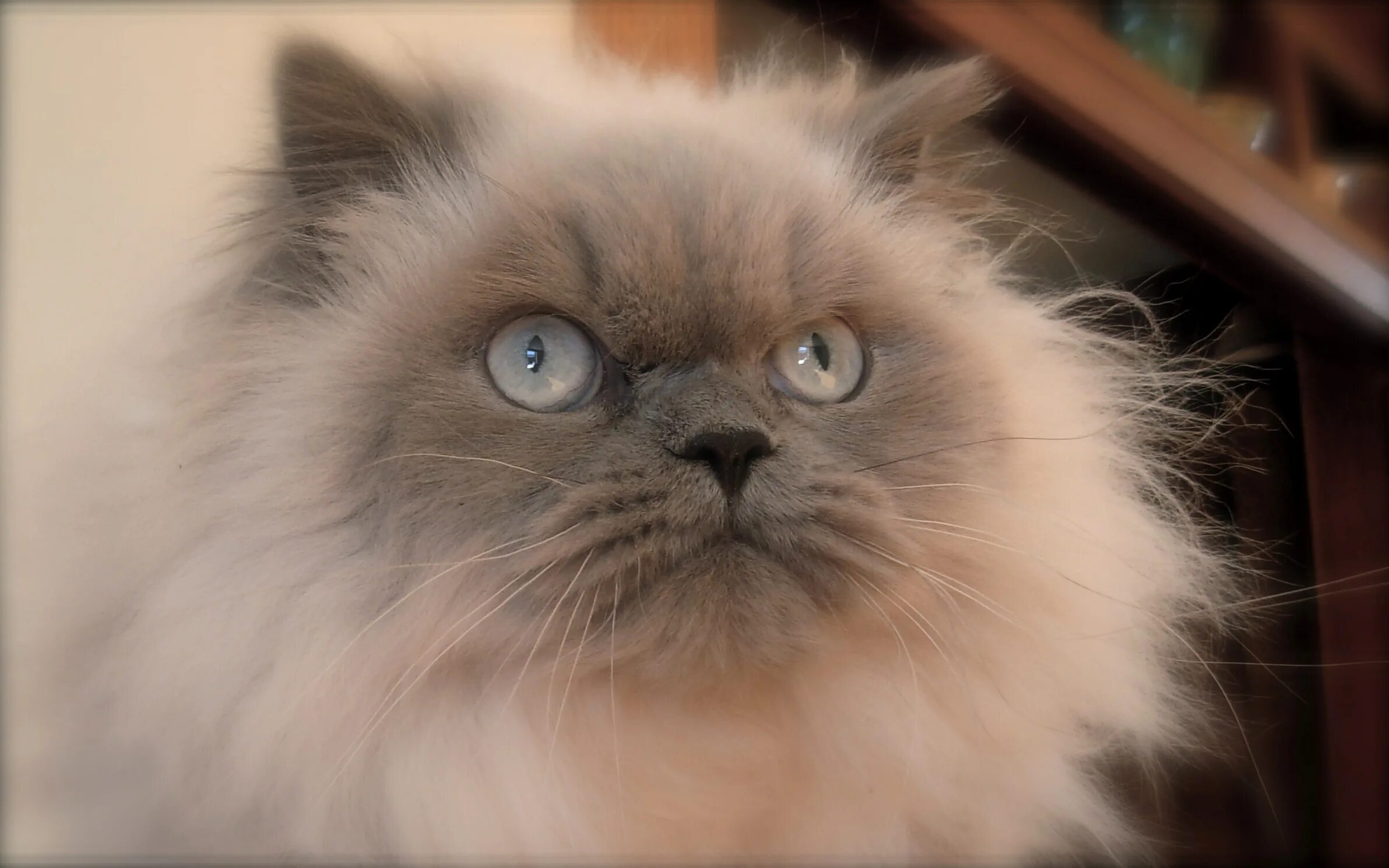 Персидская гималайская колор Пойнт. Гималайский персидский кот. Гималайская кошка. Гималайский колор-Пойнт кошка. Персидско сиамская кошка