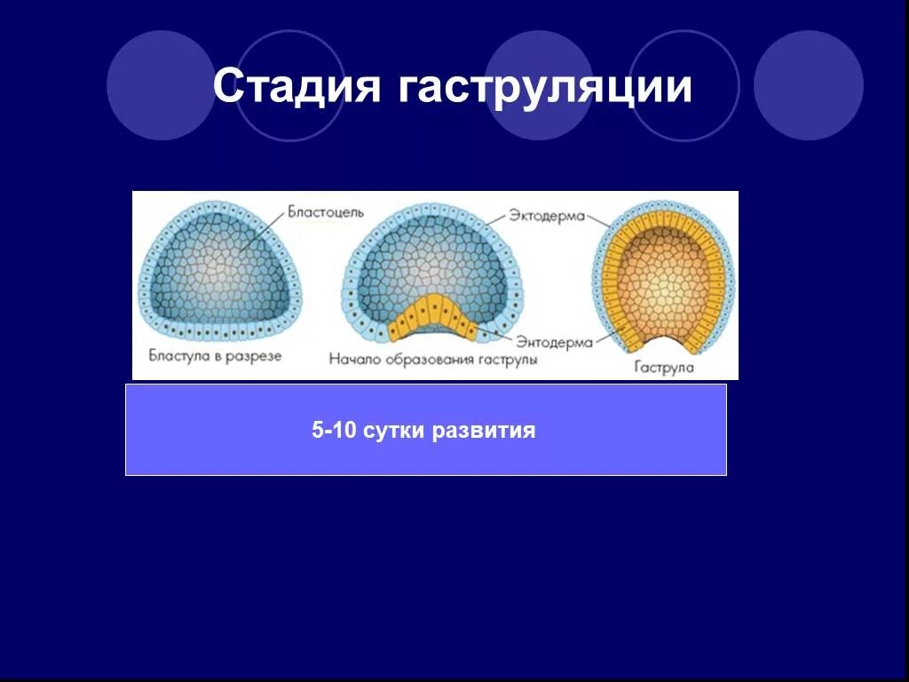 Гаструла образуется в результате. Гаструляция эмбриогенеза. Гаструляция 3 слоя. Онтогенез гаструляция. 2 Фаза гаструляции.