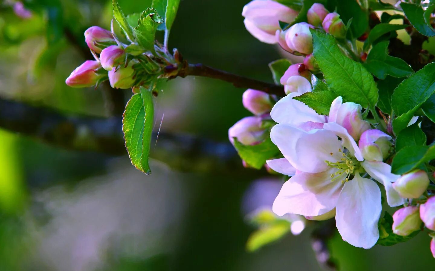 Яблони в цвету весны. Яблоня макинтош цветение. Яблоня Раечка. Цветущая айва Яблоневая. Яблоня красивоцветущая.