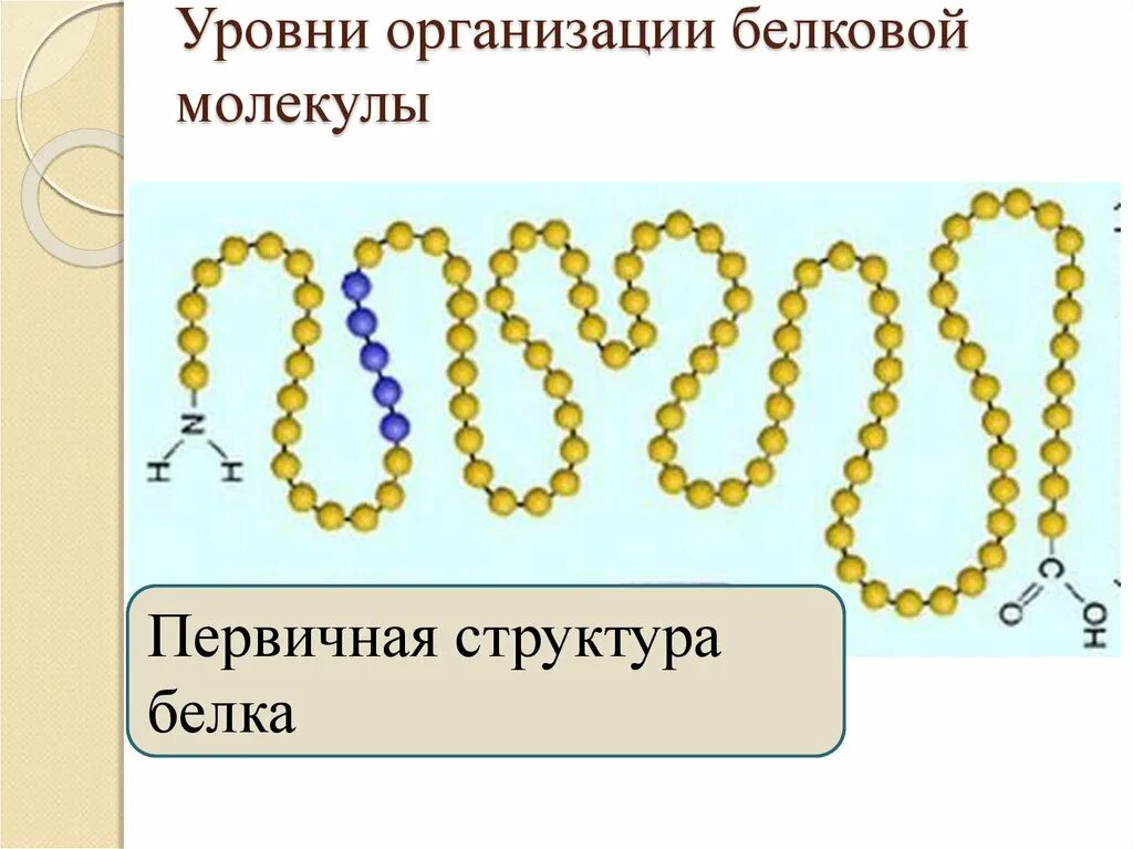 Уровни организации белковой молекулы первичная. Первичный уровень структурной организации белковой молекулы. Уровни структурной организации белковой молекулы. Структурные уровни организации молекулы белка. 4 организации белка