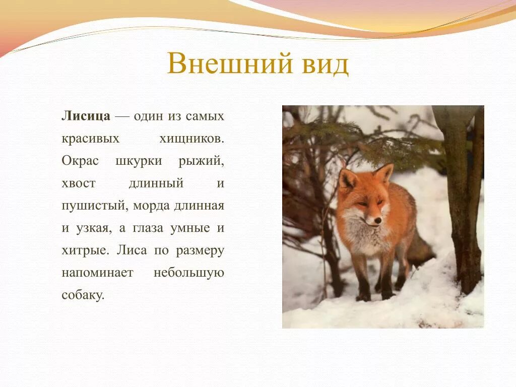 Лиса описание для детей 2 кла. Рассказ про лису. Внешнее описание лисы. Лиса краткое описание.