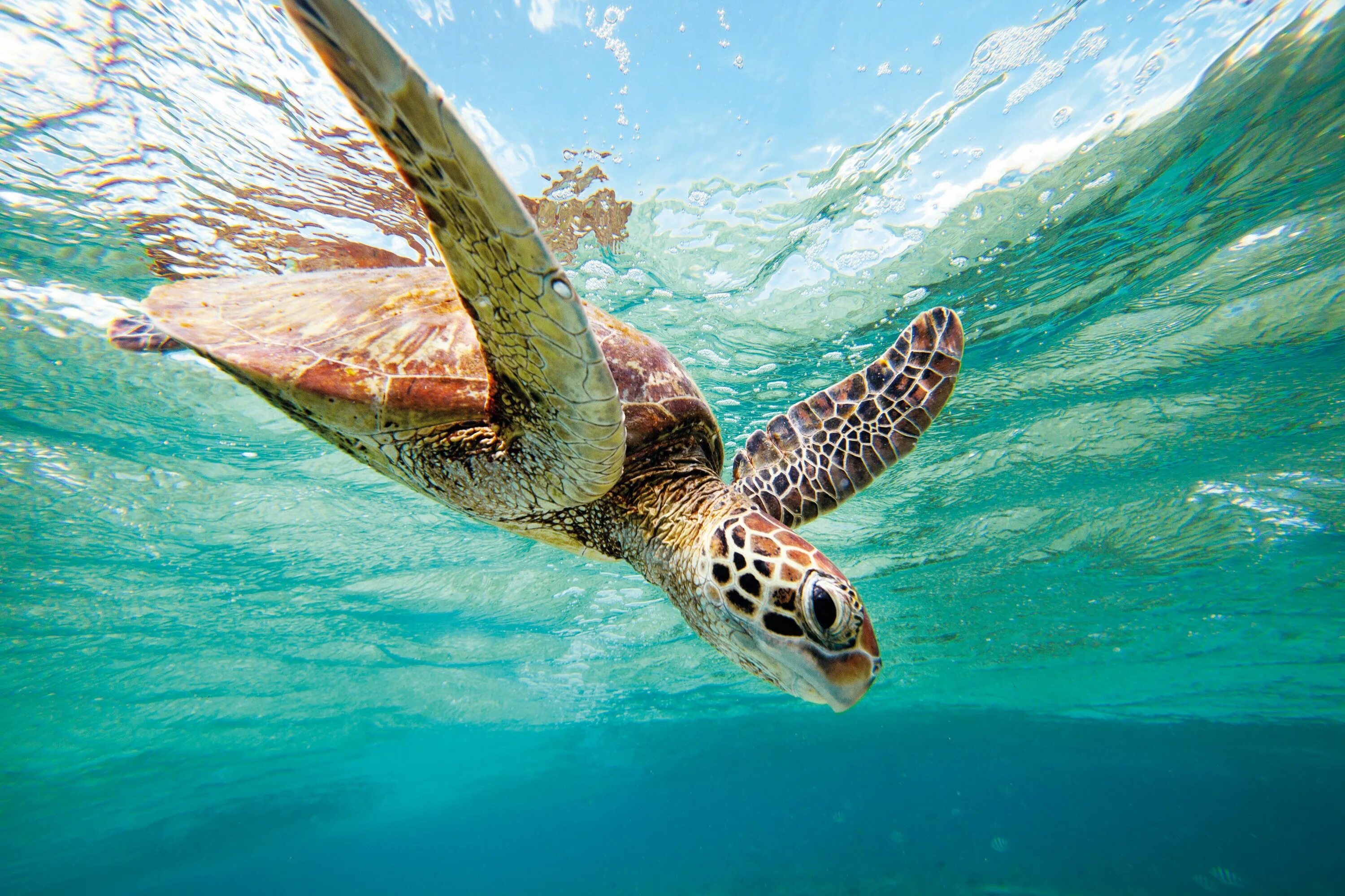 Большой Барьерный риф черепахи. Морские черепахи барьерного рифа. Большой Барьерный риф Австралия черепахи. Черепаший риф.
